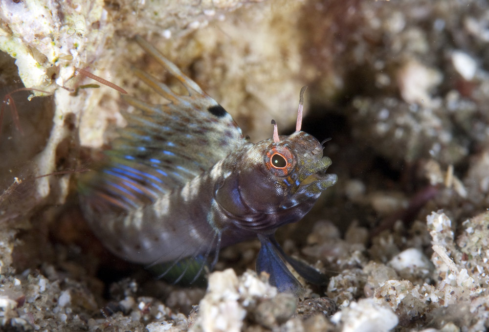 Emblemaria hypacanthus